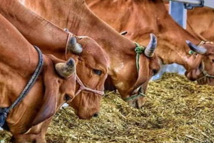 अमेरिका के साथ अंतरिम व्यापार समझौते से प्रतिस्पर्धी होगा निर्यात, प्रौद्योगिकी तक बढ़ेगी पहुंच: फिक्की