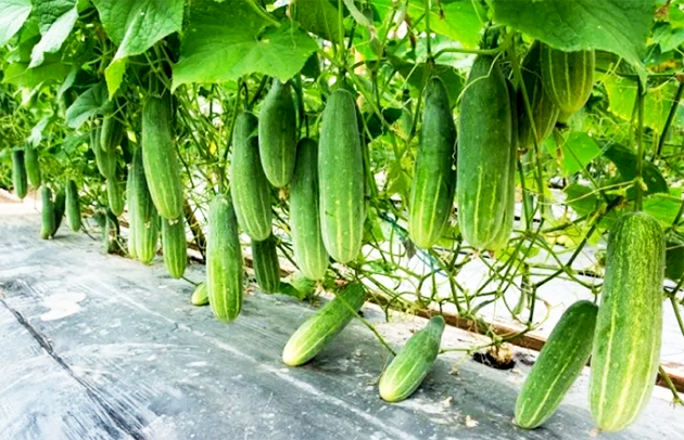 खानपान : सेहत के लिए क्यों अच्छी मानी जाती हैं पेड़ों पर लगने वाली सब्जियां