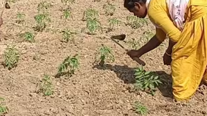 मिट्टी, बीज और उम्मीद : महिलाओं के हाथों उगता नया संसार