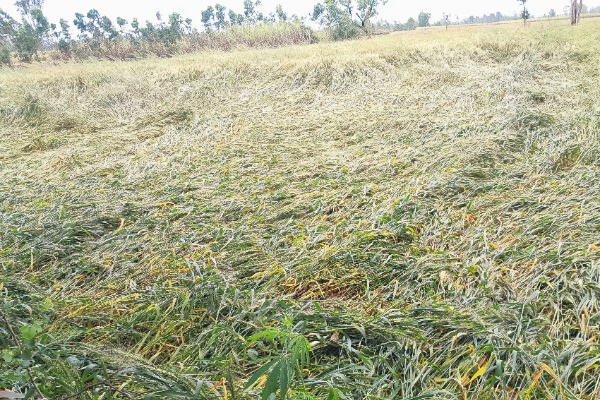 बेमौसम बारिश का कहर : किसानों की मेहनत पर प्रकृति की मार