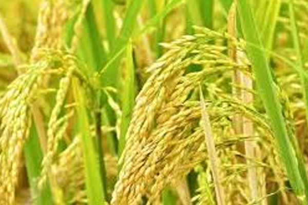 धीरे-धीरे लौट रहे हैं खेती किसानी के अच्छे दिन
