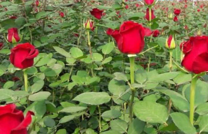 डच गुलाब की गुणवत्ता का विज्ञान