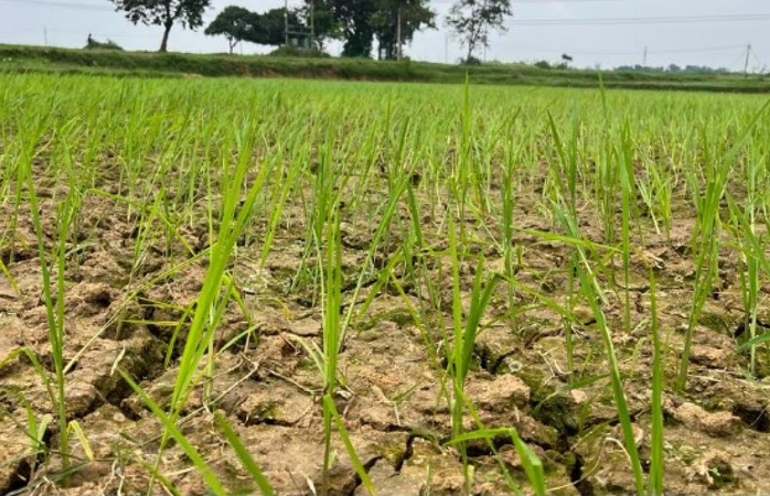 देश को खाद्यान्न संकट में धकेल देगा ‘प्राकृतिक खेती’ का दबाव