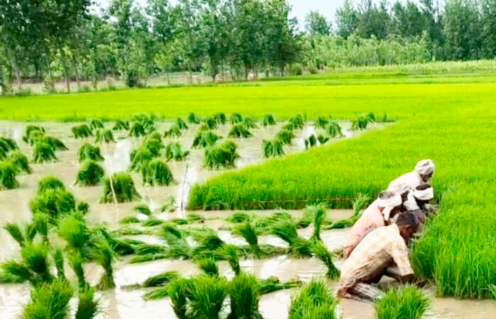 बासमती पर जीआई की साख किसानों की आय और सरकारी नीति